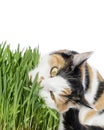 Young female alley cat eating grass, isolated (cut out), white background