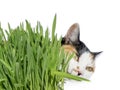 Young female alley cat smelling grass, isolated (cut out), white background Royalty Free Stock Photo