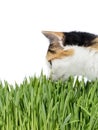 Young female alley cat smelling grass, isolated (cut out), white background Royalty Free Stock Photo