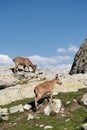 Young female alpine Capra ibex with a cub standing on the high rocks stone in Dombay mountains against the rocks. North Royalty Free Stock Photo