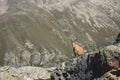 Young female alpine Capra ibex looking at the camera and standing on the high rocks stone in Dombay mountains against Royalty Free Stock Photo