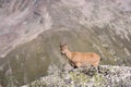 Young female alpine Capra ibex looking at the camera and standing on the high rocks stone in Dombay mountains against Royalty Free Stock Photo