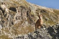 Young female alpine Capra ibex looking at the camera and standing on the high rocks stone in Dombay mountains against Royalty Free Stock Photo