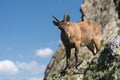 Young female alpine Capra ibex looking at the camera and standing on the high rocks stone in Dombay mountains against Royalty Free Stock Photo