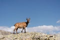 Young female alpine Capra ibex looking at the camera and standing on the high rocks stone in Dombay mountains against Royalty Free Stock Photo