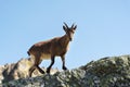 Young female alpine Capra ibex looking at the camera and standing on the high rocks stone in Dombay mountains against Royalty Free Stock Photo