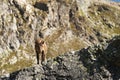 Young female alpine Capra ibex looking at the camera and standing on the high rocks stone in Dombay mountains against Royalty Free Stock Photo