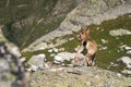 Young female alpine Capra ibex standing on the high rocks stone in Dombay mountains against the rocks. North Caucasus Royalty Free Stock Photo