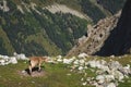 Young female alpine Capra ibex standing on the high rocks stone in Dombay mountains against the rocks. North Caucasus Royalty Free Stock Photo