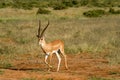 Young female antelope in the savannah of Samburu Park in central Kenya