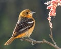 Young Female Baltimore Oriole