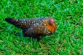 A young female of bantam thai chicken Royalty Free Stock Photo