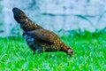 A young female of bantam thai chicken Royalty Free Stock Photo