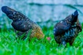 A young female of bantam thai chicken Royalty Free Stock Photo