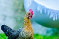 A young female of bantam thai chicken Royalty Free Stock Photo