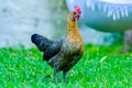 A young female of bantam thai chicken Royalty Free Stock Photo