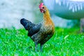 A young female of bantam thai chicken Royalty Free Stock Photo