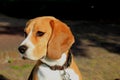 Young female beagle Royalty Free Stock Photo