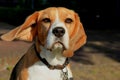 Young female beagle Royalty Free Stock Photo