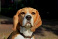 Young female beagle Royalty Free Stock Photo