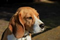 Young female beagle Royalty Free Stock Photo