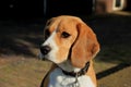 Young female beagle Royalty Free Stock Photo