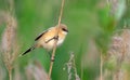 Young female Bearded reedling posing on reed cane in sweet morning light