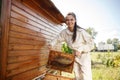 Young female beekeeper pulls out from the hive a wooden frame with honeycomb. Collect honey. Beekeeping concept Royalty Free Stock Photo