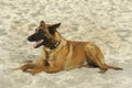 Nice youth female of Belgian Malinois Shepherd laying on sand Royalty Free Stock Photo