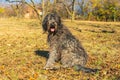 Young female Bergamasco Shepherd dog sits in an orchard