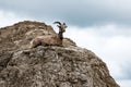 Young Female Bighorn Sheep on the lookout Royalty Free Stock Photo