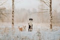 Young Female black and white Border Collie and red dog puppy stay In Snow During Sunset. winter forest on background Royalty Free Stock Photo