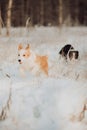 Young Female black and white Border Collie and red dog puppy stay In Snow During Sunset. winter forest on background Royalty Free Stock Photo