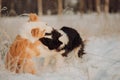 Young Female black and white Border Collie and red dog puppy stay In Snow During Sunset. winter forest on background Royalty Free Stock Photo