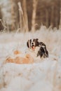 Young Female black and white Border Collie and red dog puppy stay In Snow During Sunset. winter forest on background Royalty Free Stock Photo