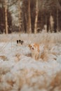 Young Female black and white Border Collie and red dog puppy stay In Snow During Sunset. winter forest on background Royalty Free Stock Photo