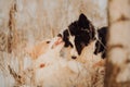 Young Female black and white Border Collie and red dog puppy stay In Snow During Sunset. winter forest on background Royalty Free Stock Photo