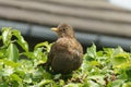 Young Female blackbird on a hedge