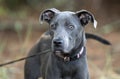 Young female blue pitbull terrier mixed breed puppy dog Royalty Free Stock Photo