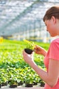 Young female botanist examining herb seedling in plant nursery