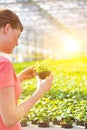 Young female botanist examining herb seedling in plant nursery