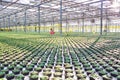 Young female botanist working in greenhouse