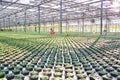 Young female botanist working in greenhouse Royalty Free Stock Photo