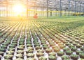 Young female botanist working in greenhouse with yellow lens flare Royalty Free Stock Photo