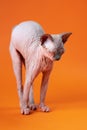 Young female Canadian Sphynx Cat four months old stands on outstretched paws on orange background Royalty Free Stock Photo
