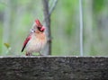 Young Female Cardinal Bird Royalty Free Stock Photo