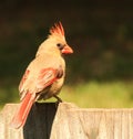 Young female Cardinal on a fence Royalty Free Stock Photo
