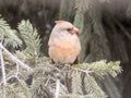 Young Female Cardinal Perched in a Pine Tree Royalty Free Stock Photo