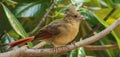 Young Female Cardinal Royalty Free Stock Photo