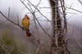 Young Female Cardinal Royalty Free Stock Photo